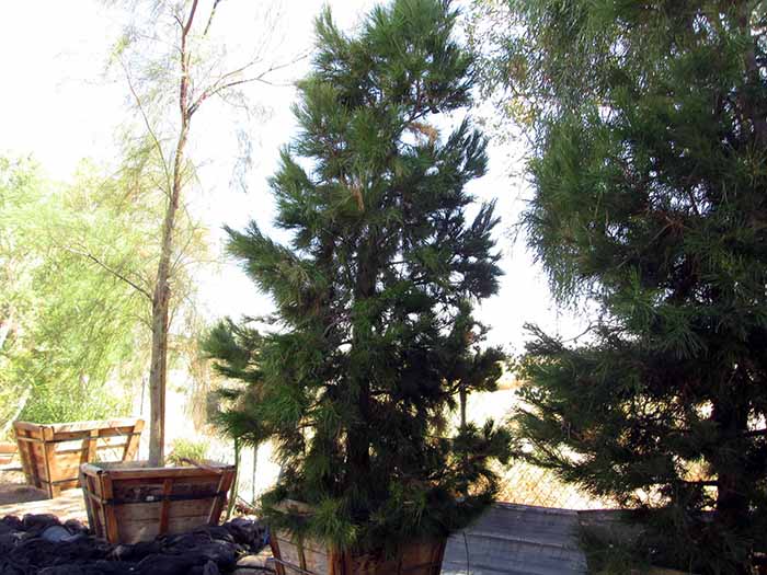 Pinus eldarica